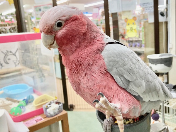 🌟最新画像🌟 モモイロインコ(女の子)　乗りたがりなBIGガール！一緒に遊んで～！