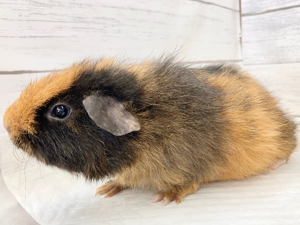 テディモルモット