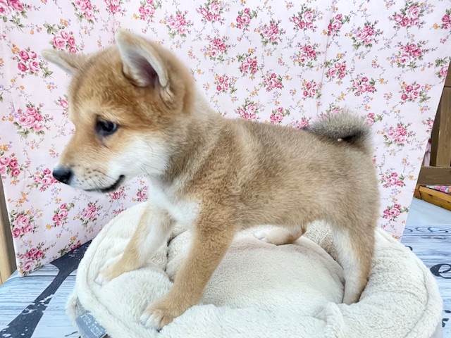 魅惑のもっちりボディ☆ 柴犬の女のコ 2025.11/7撮影 柴犬