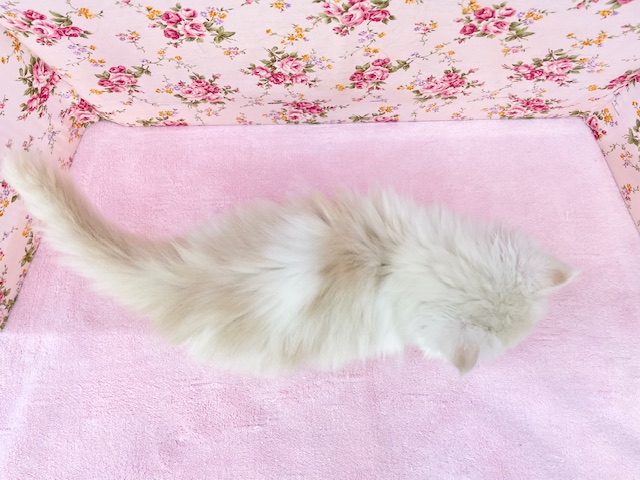 フワフワちゃん降臨☆ ミヌエットの女のコ 2025.11/16撮影 ミヌエット