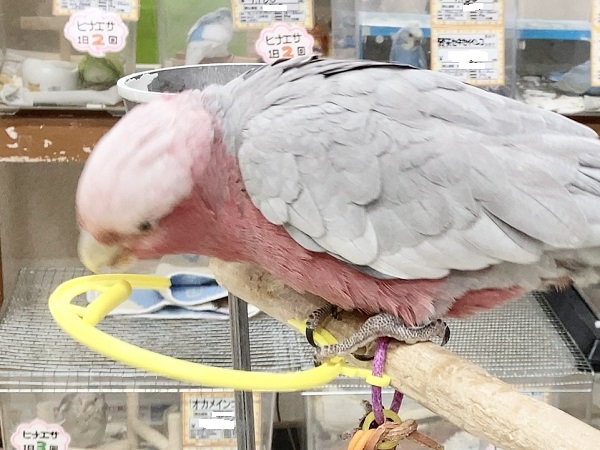 モモイロインコ