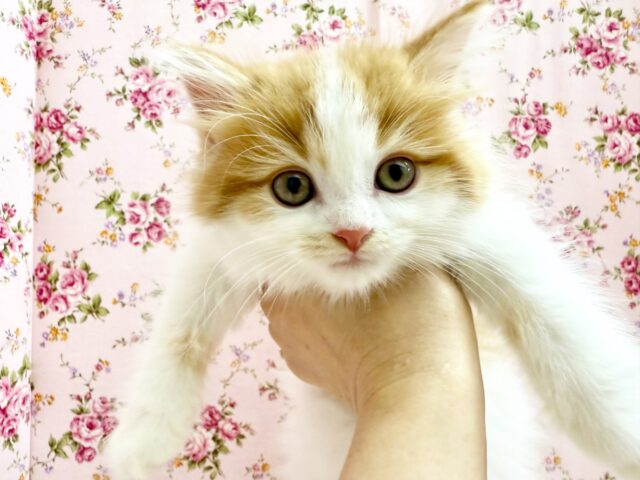 マンチカン（レッドタビー&ホワイト）女の子♪おっとり系の美人さん✨