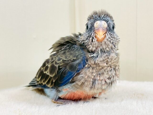 美しい羽模様✨️✨アキクサインコちゃん❣️(ノーマル)ヒナ アキクサインコ(秋草インコ)