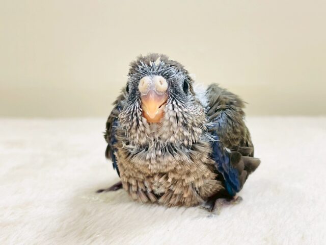 美しい羽模様✨️✨アキクサインコちゃん❣️(ノーマル)ヒナ アキクサインコ(秋草インコ)