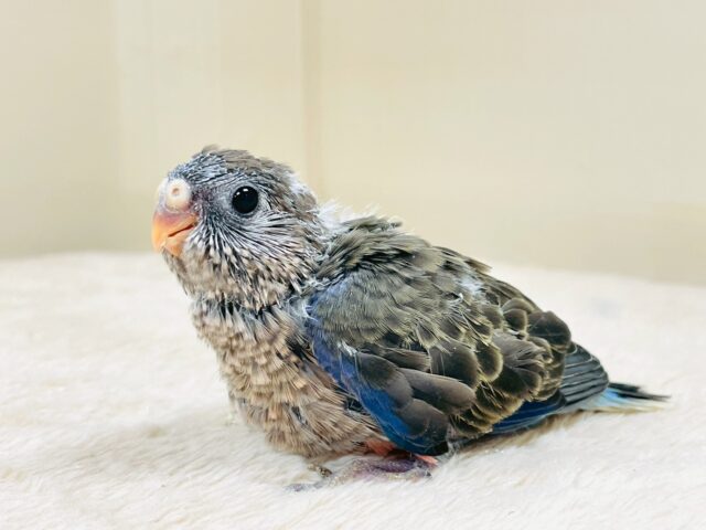 美しい羽模様✨️✨アキクサインコちゃん❣️(ノーマル)ヒナ アキクサインコ(秋草インコ)
