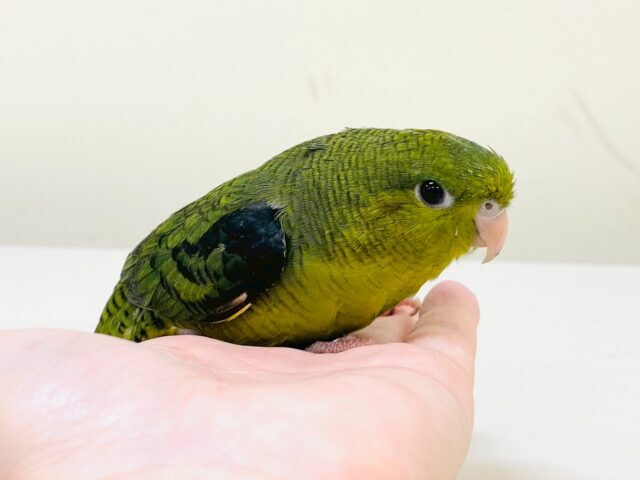 サザナミインコ