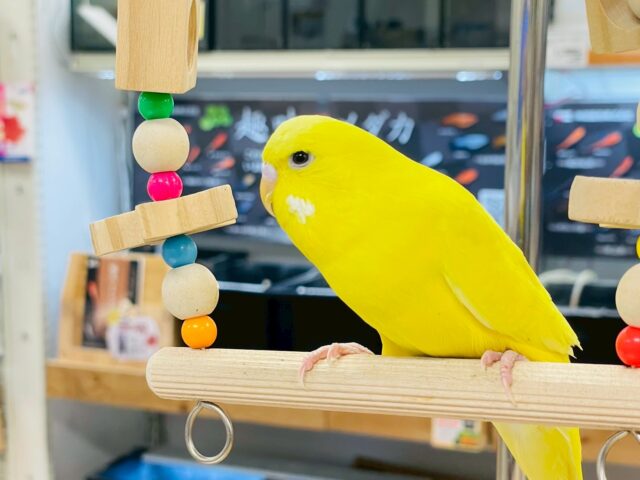 ジャンボセキセイインコ