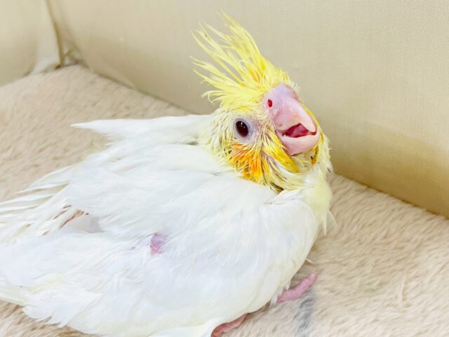 立派な冠羽に可愛いチーク🍊🧡オカメインコちゃん❣️(ルチノー)ヒナ オカメインコ