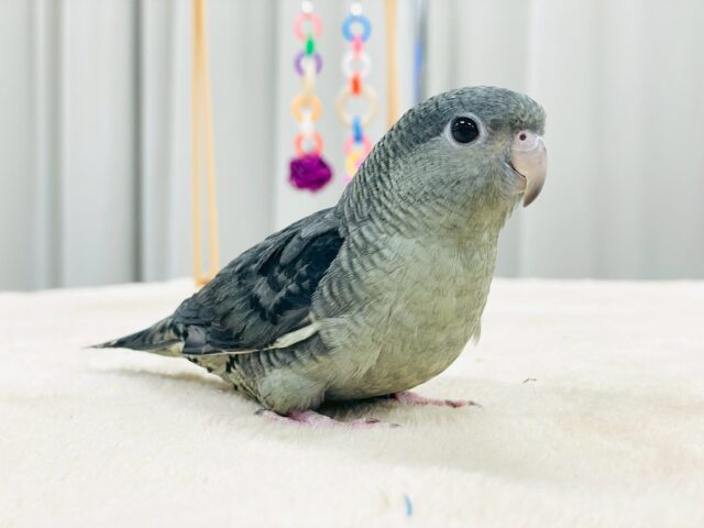 サザナミインコ