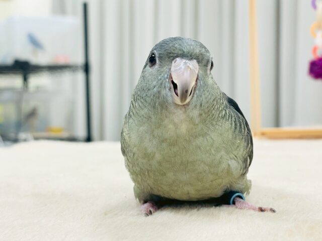 サザナミインコ