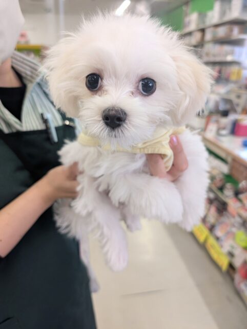 純白の天使降臨👼 マルチーズの女のコ 2025/12/17 撮影 マルチーズ