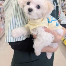 純白の天使降臨👼　マルチーズの女のコ　2025/12/17　撮影