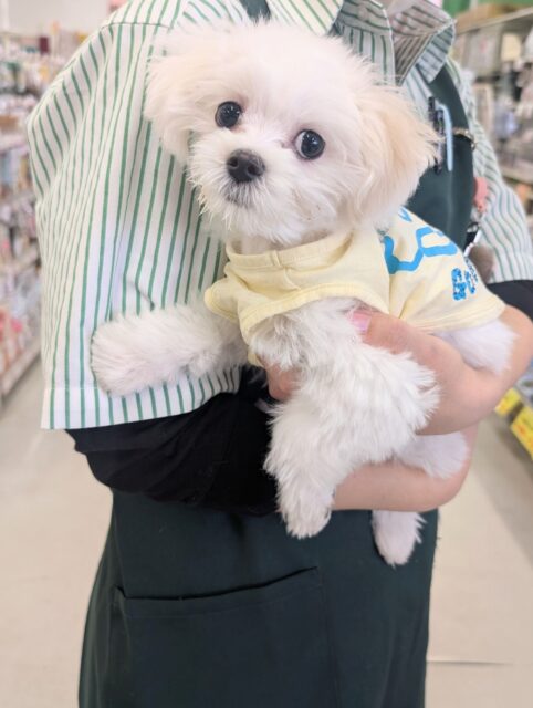 純白の天使降臨👼 マルチーズの女のコ 2025/12/17 撮影 純白の天使降臨👼 マルチーズの女のコ 2025/12/17 撮影