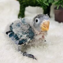 もふもふキューピット👼🏹ボタンインコのヒナ(ブルー)入荷しました❤️