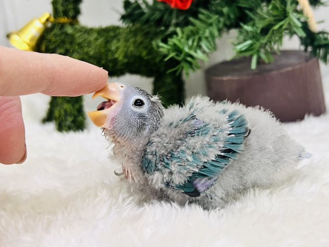 ボタンインコ