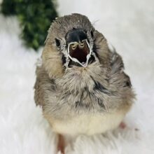 ご飯まだ一人で食べられないの🐥🍼キンカチョウのヒナ入荷しました❤️
