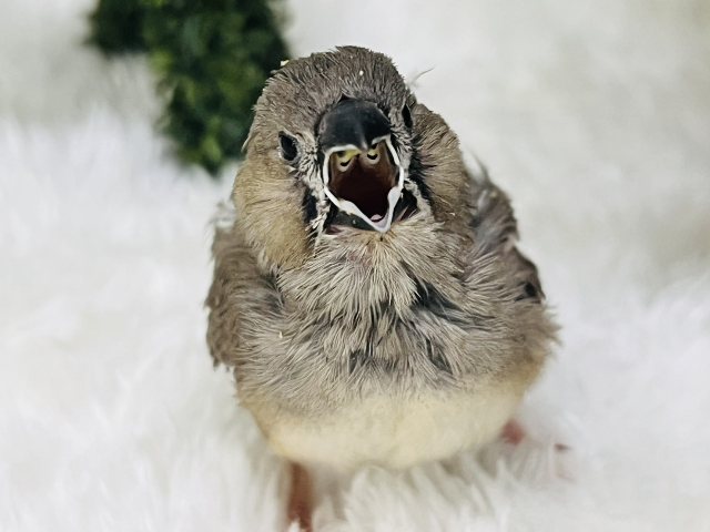 ご飯まだ一人で食べられないの🐥🍼キンカチョウのヒナ入荷しました❤️