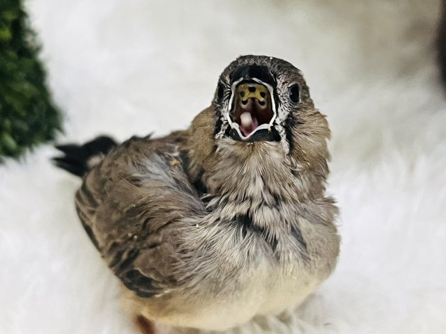 錦花鳥（キンカチョウ）