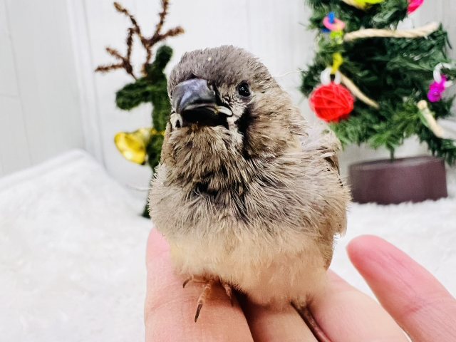 錦花鳥（キンカチョウ）