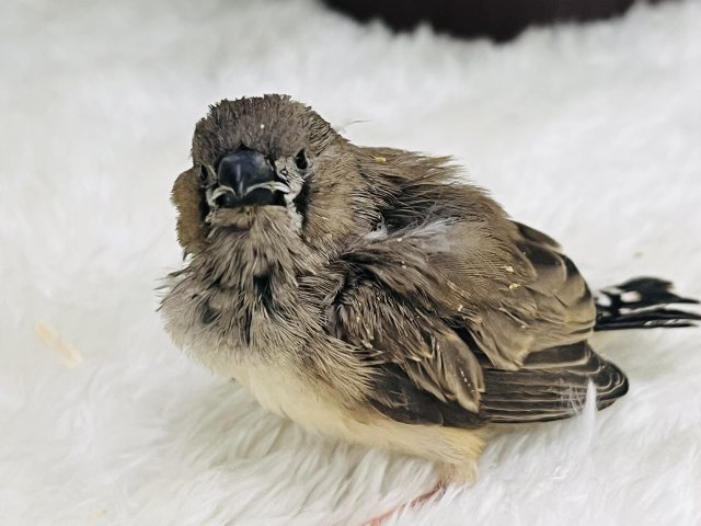 錦花鳥（キンカチョウ）