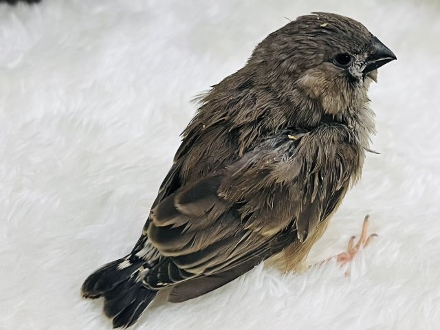 錦花鳥（キンカチョウ）