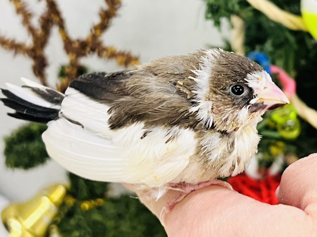 十姉妹（ジュウシマツ）