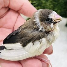 努力家✨パタパタ羽ばたく練習中〜🪶十姉妹のヒナ入荷しました❤️