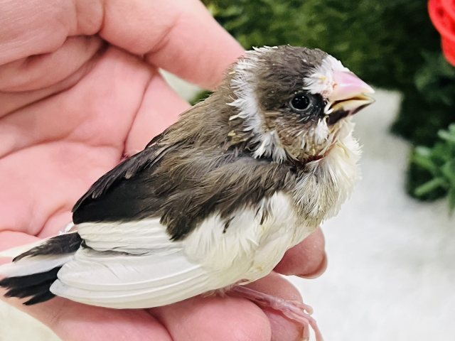 努力家✨パタパタ羽ばたく練習中〜🪶十姉妹のヒナ入荷しました❤️