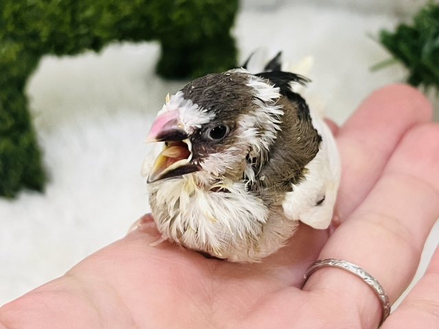 十姉妹（ジュウシマツ）