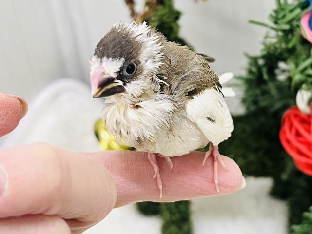 十姉妹（ジュウシマツ）