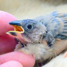 最新画像になります☆肩、手、頭、独占っっっ　　（予定♨）　桜文鳥〜〜