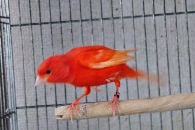 赤カナリア