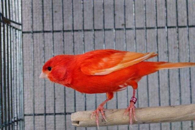 赤カナリア
