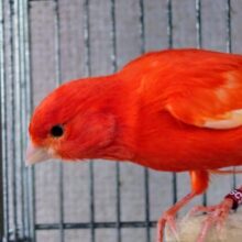 歌声ｽﾃｷ☆☆☆　赤があかい〜♫　赤カナリア　男のコ〜〜