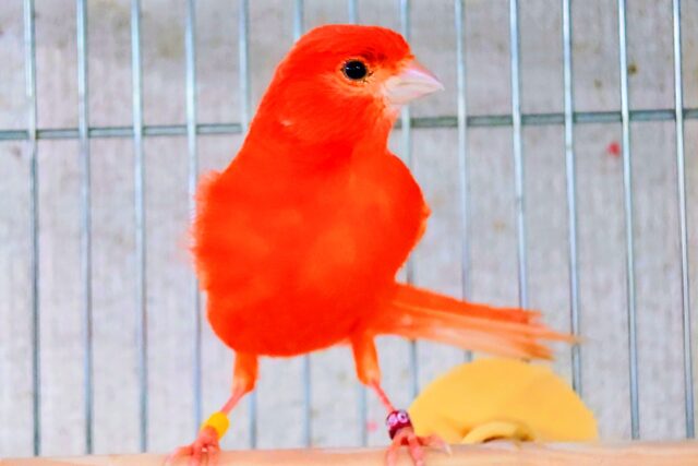 赤カナリア