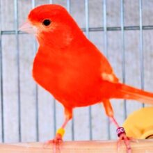 今やﾚｱな存在に。。。　赤カナリア　女のコ〜〜