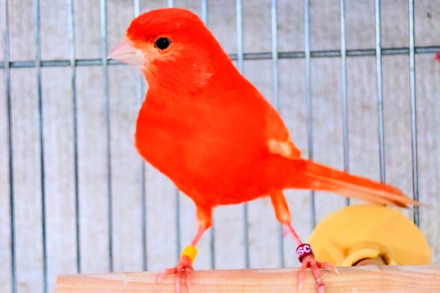 今やﾚｱな存在に。。。　赤カナリア　女のコ〜〜
