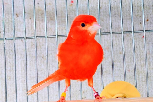 赤カナリア