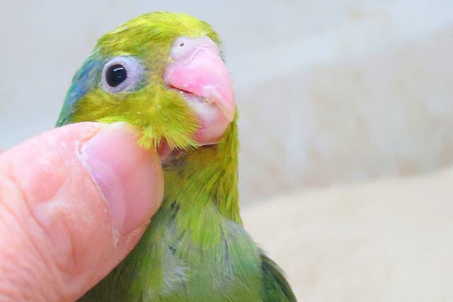 ちびっコすたー☆彡 マメルリハインコ ノーマルグリーン 男のコ~~ マメルリハ