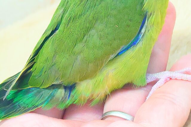 ちびっコすたー☆彡 マメルリハインコ ノーマルグリーン 男のコ~~ マメルリハ