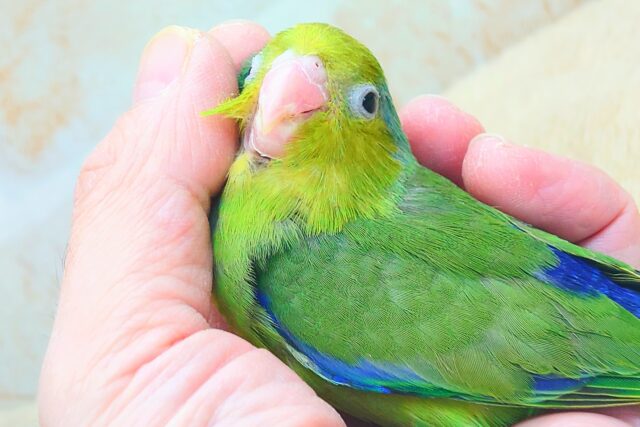 ちびっコすたー☆彡 マメルリハインコ ノーマルグリーン 男のコ~~ マメルリハ