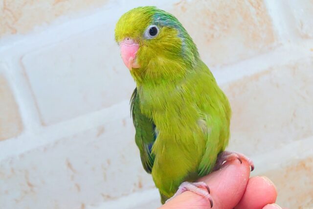 ちびっコすたー☆彡 マメルリハインコ ノーマルグリーン 男のコ~~ マメルリハ