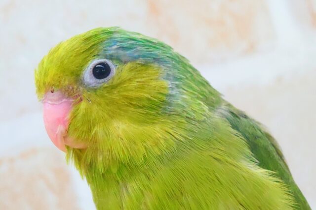 ちびっコすたー☆彡 マメルリハインコ ノーマルグリーン 男のコ~~ マメルリハ