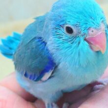 蒼いこーるどむーん、からの～　青い日ので♬　マメルリハインコ　ブルー　男のコ～～