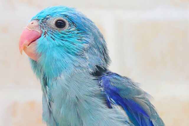 蒼いこーるどむーん、からの~ 青い日ので♬ マメルリハインコ ブルー 男のコ~~ マメルリハ