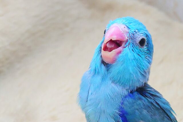 蒼いこーるどむーん、からの~ 青い日ので♬ マメルリハインコ ブルー 男のコ~~ マメルリハ
