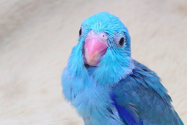 蒼いこーるどむーん、からの~ 青い日ので♬ マメルリハインコ ブルー 男のコ~~ マメルリハ