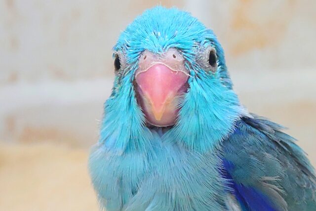 蒼いこーるどむーん、からの~ 青い日ので♬ マメルリハインコ ブルー 男のコ~~ マメルリハ