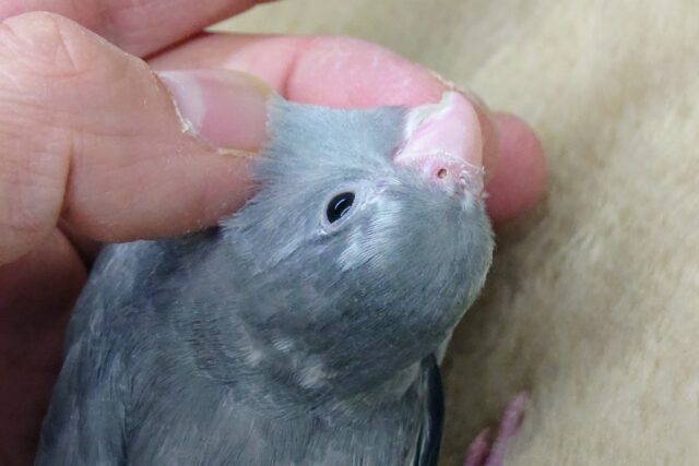 最新画像になります☆　シックでクール🩶🖤✨　マメルリハ（モーブパイド）