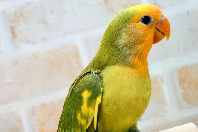 コザクラインコ（小桜インコ）